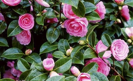 Winter-Curb-Appeal-4.jpg